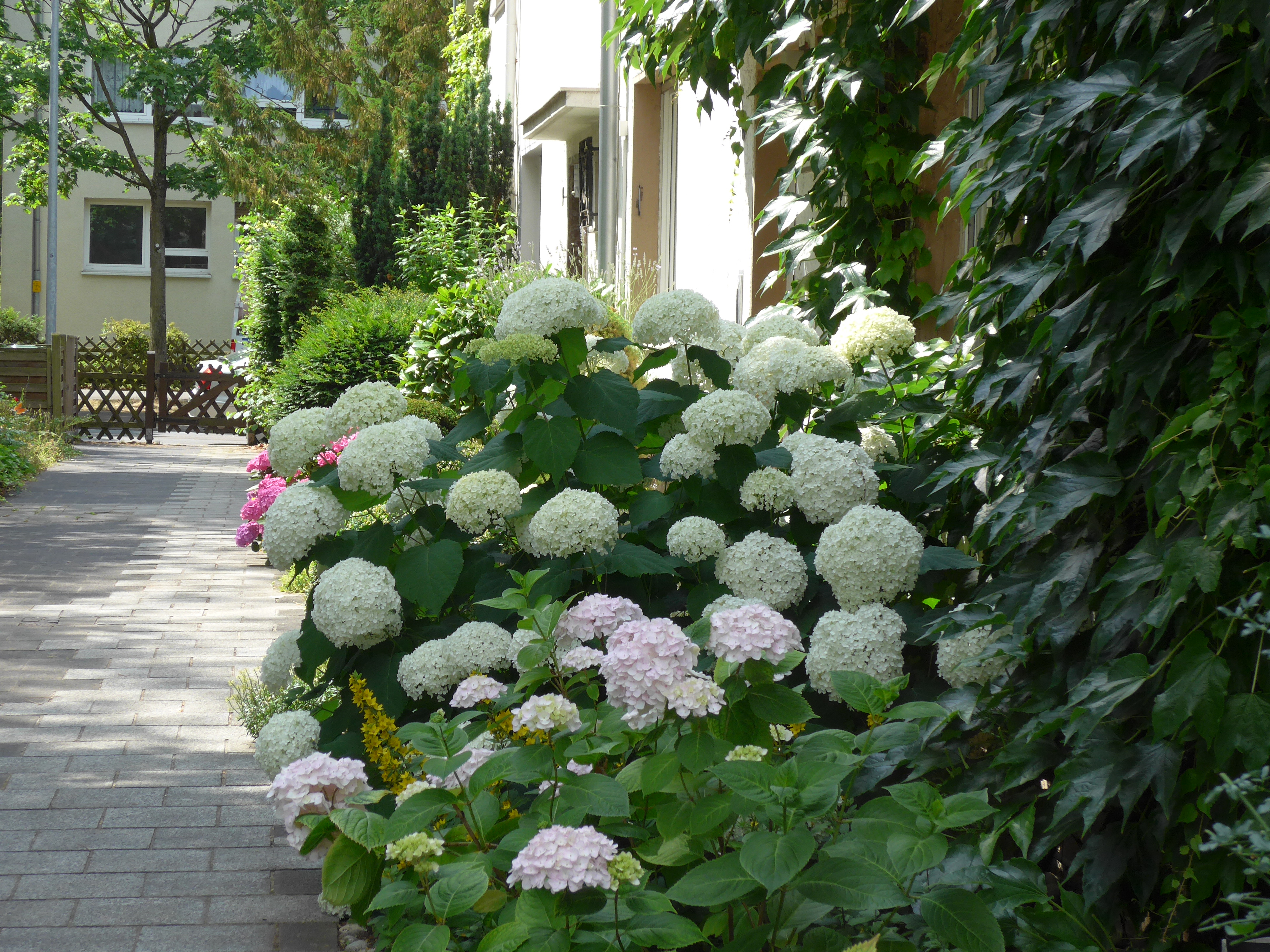 Hortensie.jpg